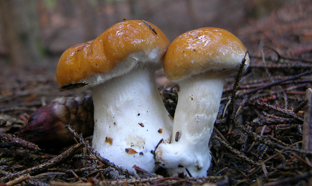 Cortinarius varius (Schaeff.) Fr.